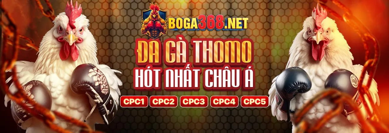 Đá gà trực tuyến kịch tính tại JDB66